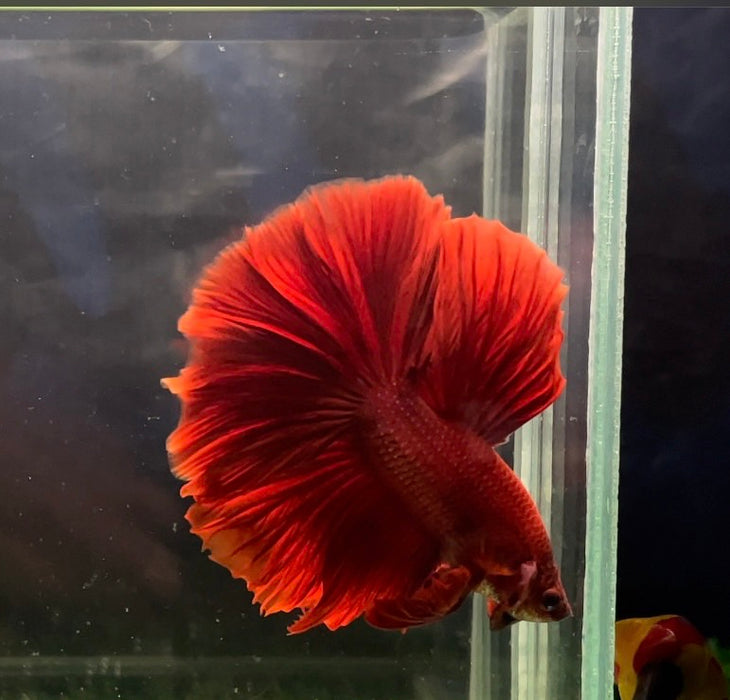 Super Red Halfmoon Rosetail Male Betta Feather Tail Over Halfmoon