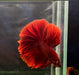 Super Red Halfmoon Rosetail Male Betta Feather Tail Over Halfmoon