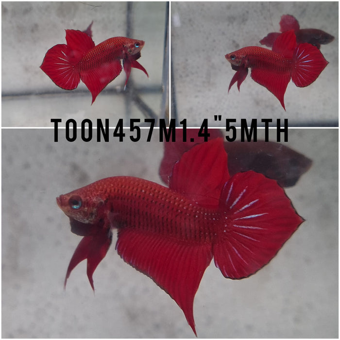 (TOON-457)Red Splendens Male Betta