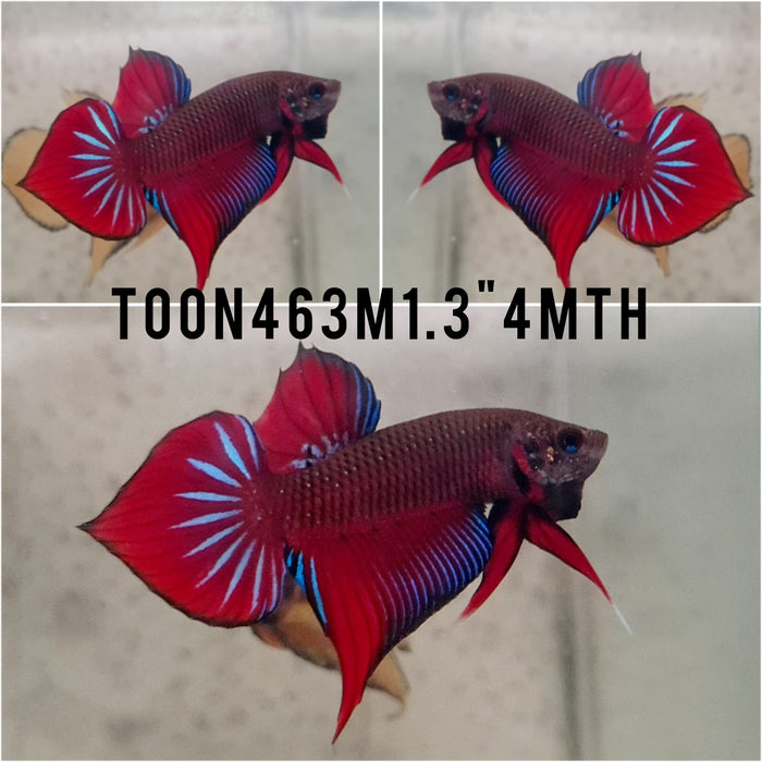 (TOON-463) Red Splendens Male Betta