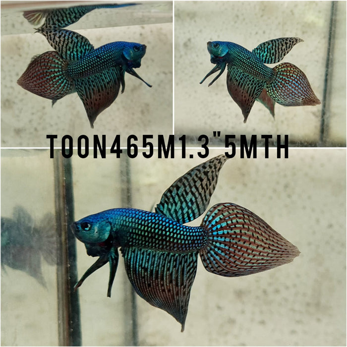 S(TOON-465) Green Alien Spear Tail Male Betta