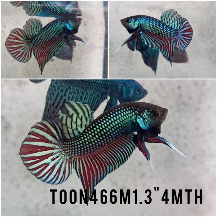 (TOON-466) Green Mahachai Male Betta