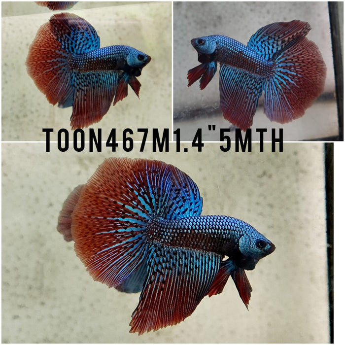 (TOON-467) Alien Halfmoon  Male Betta