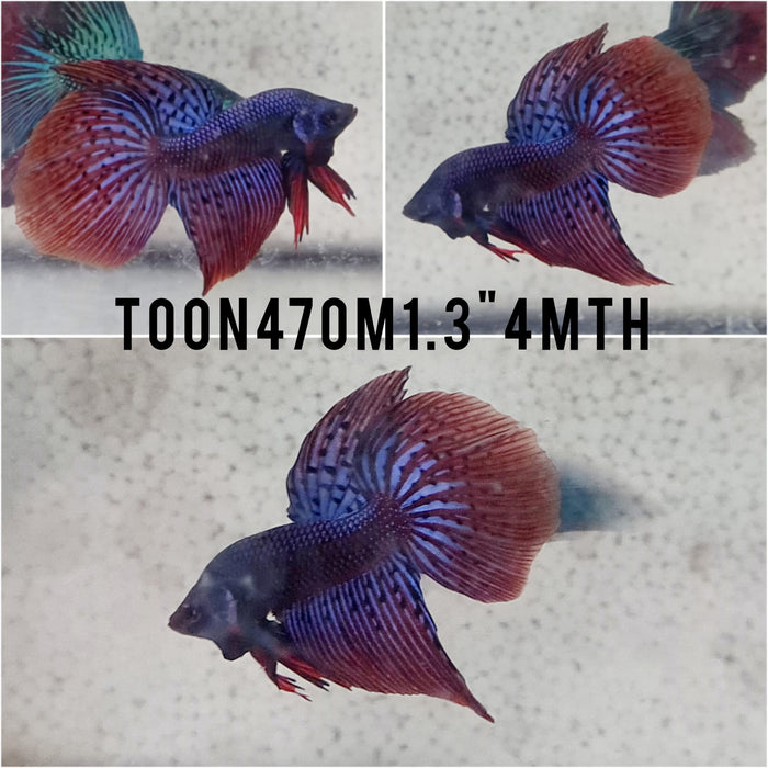 (TOON-470) Blue Alien Halfmoon  Male Betta