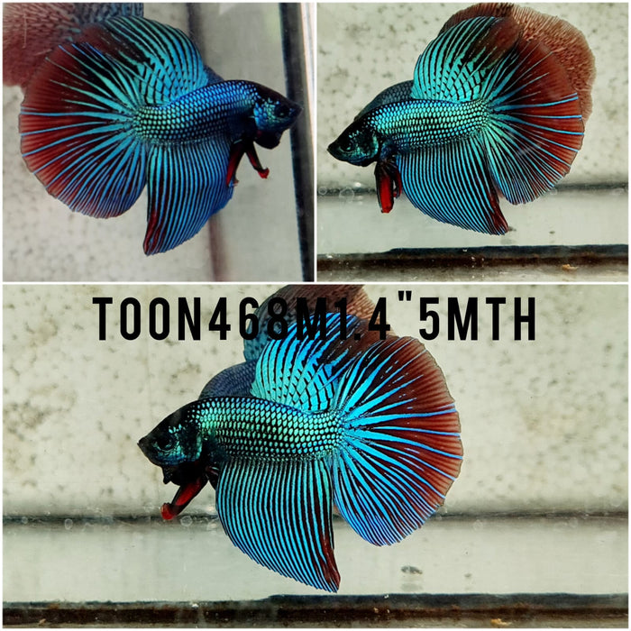 (TOON-468) Alien Halfmoon  Male Betta