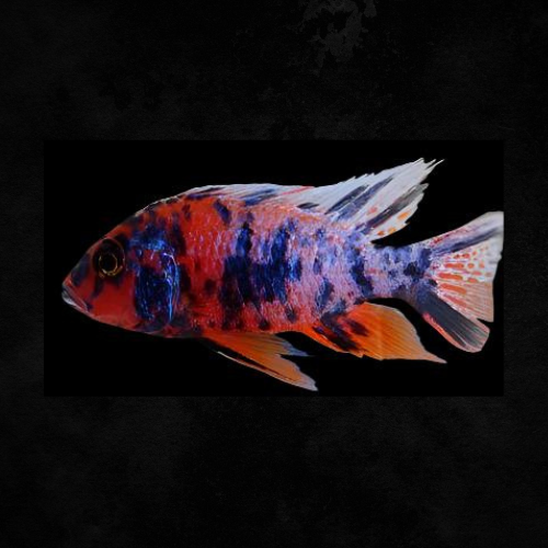 CICHLIDS African/American