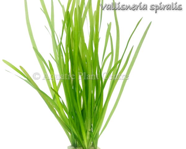 Vallisneria Spiralis - Lead Bunch