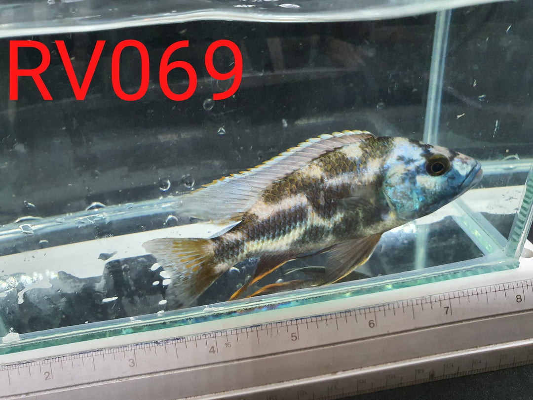 (RV-069) High Grade Peacock Male 4''