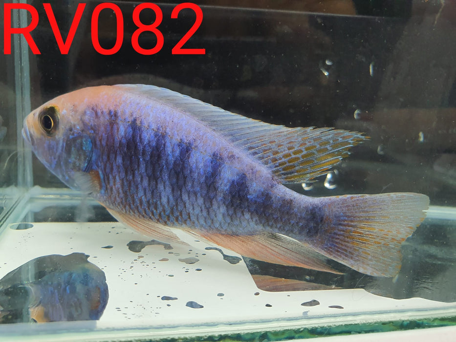 (RV-082) High Grade Peacock Male 4''