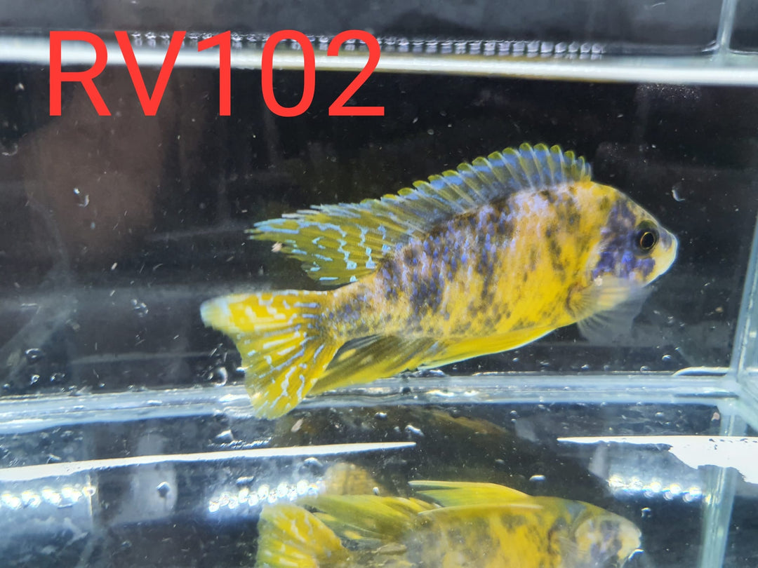 (RV-102) High Grade Peacock Male 4''