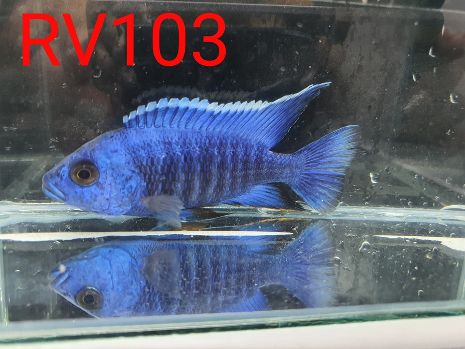(RV-103) High Grade Peacock Male 4''