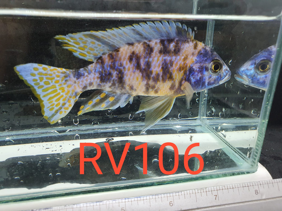 (RV-106) High Grade Peacock Male 4''