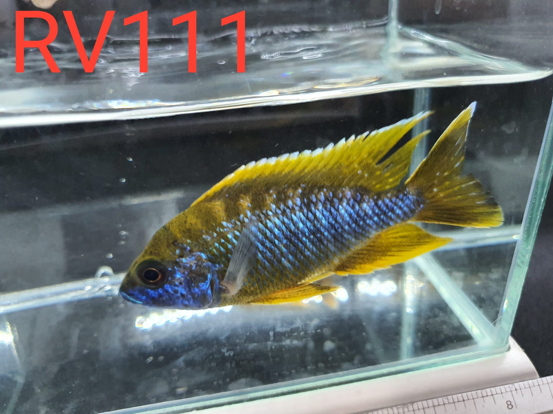 (RV-111) High Grade Peacock Male 4''
