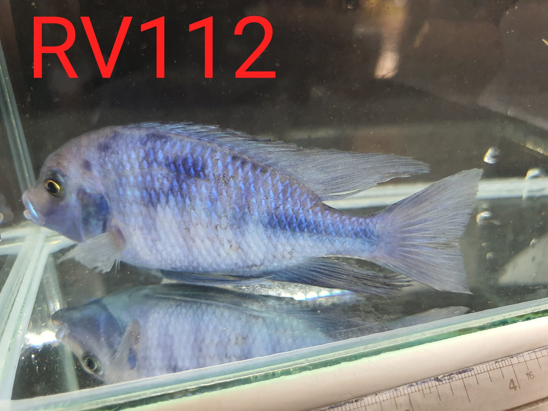 (RV-112) High Grade Peacock Male 4''