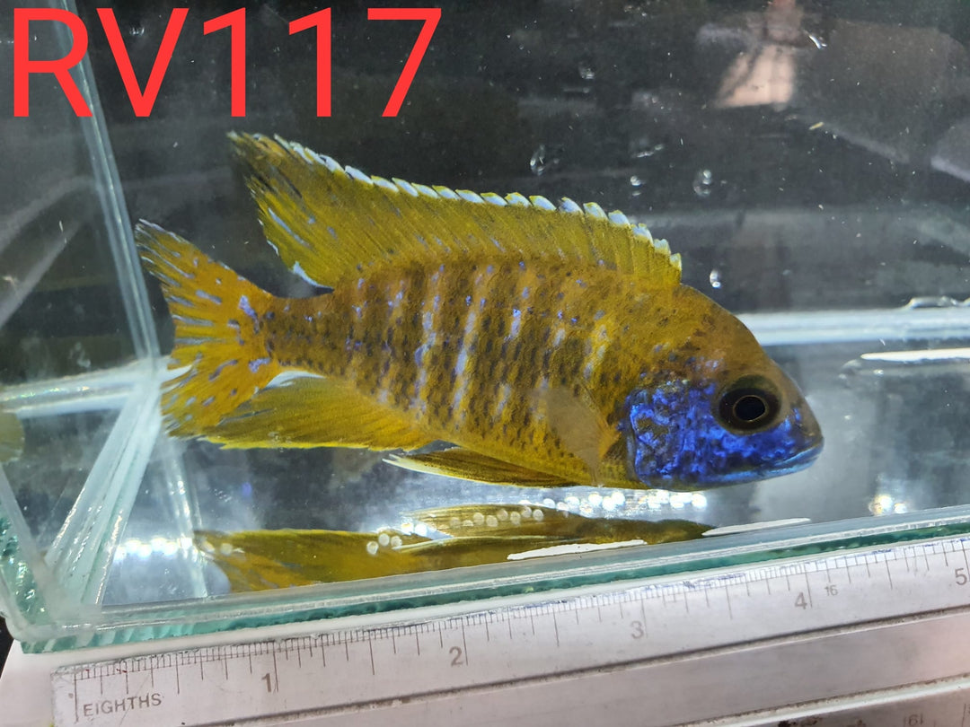 (RV-117) High Grade Peacock Male 4''