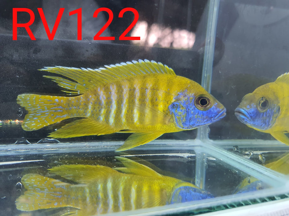 (RV-122) High Grade Peacock Male 4''