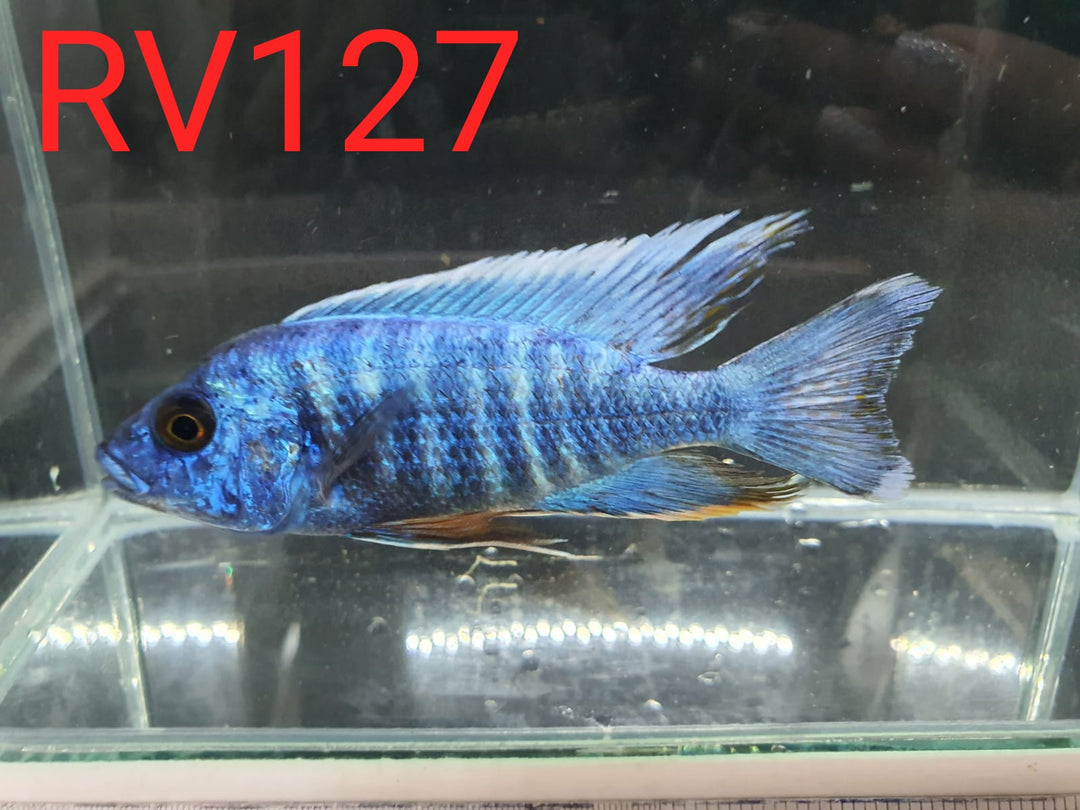 (RV-127) High Grade Peacock Male 4''