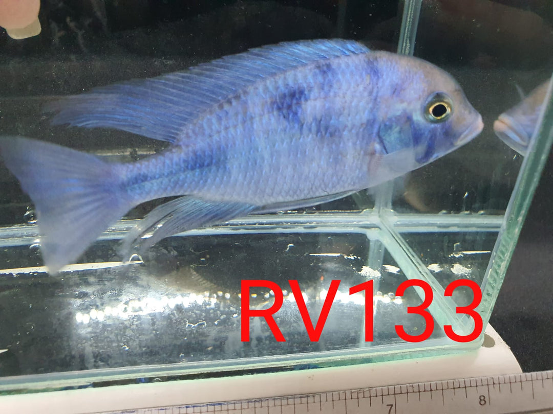 (RV-133) High Grade Peacock Male 4''