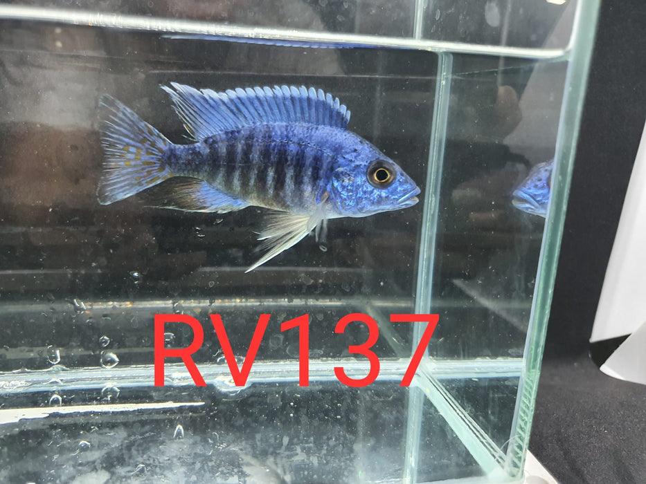 (RV-137) High Grade Peacock Male 4''