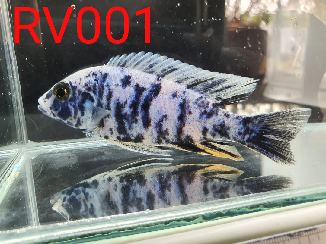 (RV-001) High Grade Blue OB Peacock Male 4''