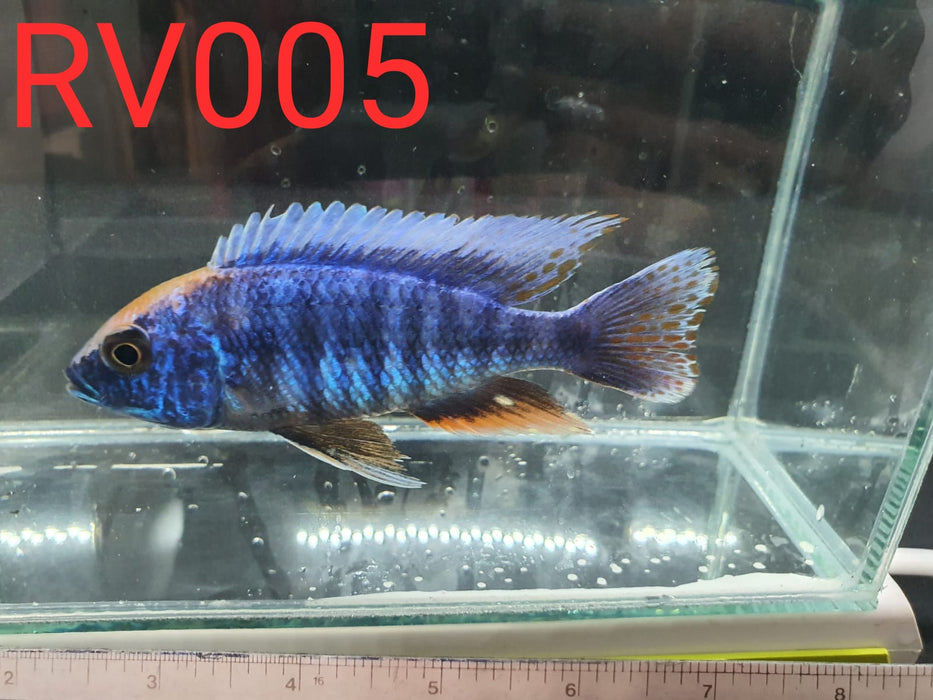 (RV-005) High Grade Ovatus Peacock Male 4''