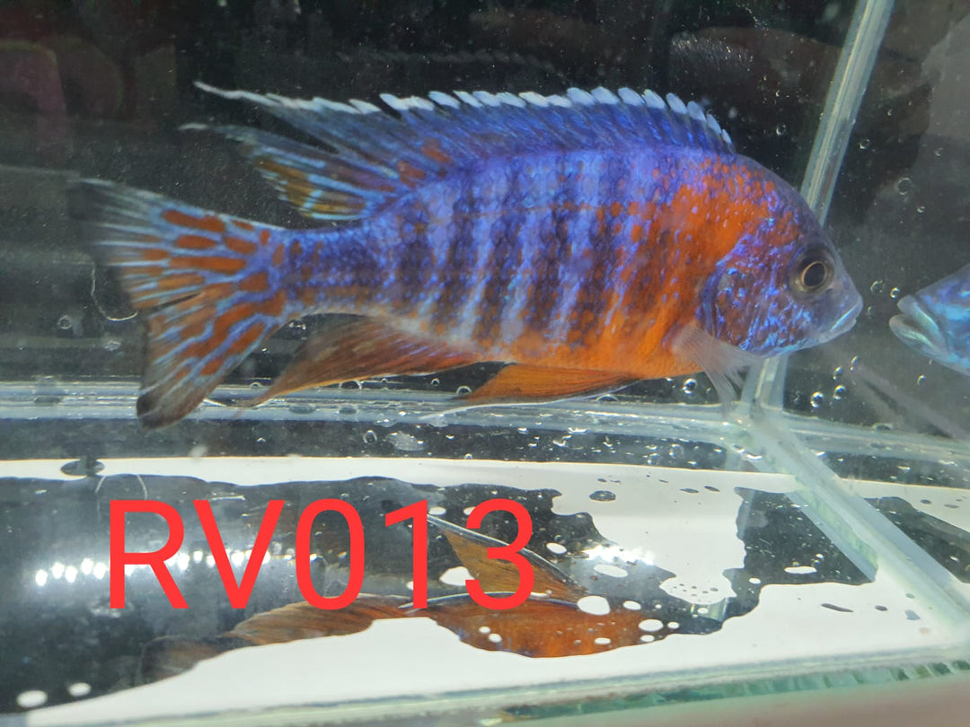 (RV-013) High Grade Red Shoulder Peacock Male 4''