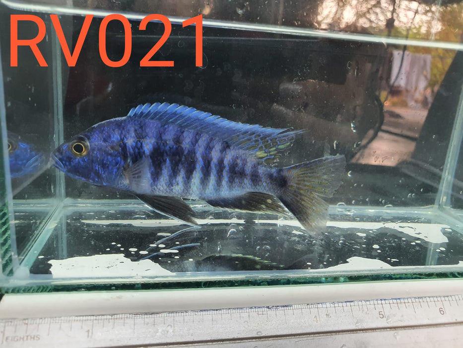 (RV-021) High Grade Blue Neon Ahli Peacock Male 4''
