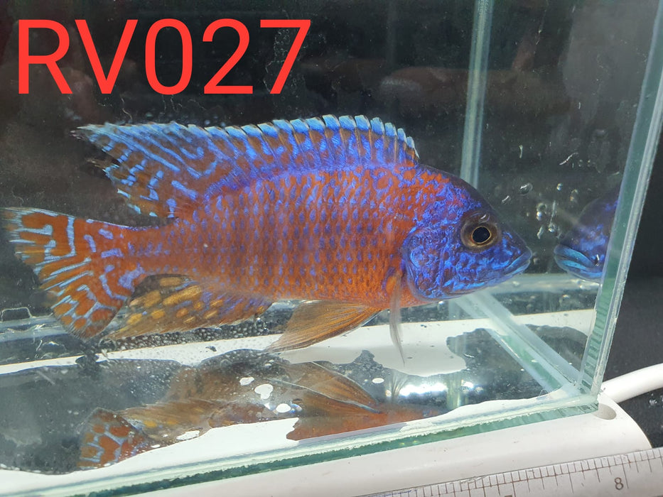 (RV-027) High Grade Kadango Peacock Male 4''