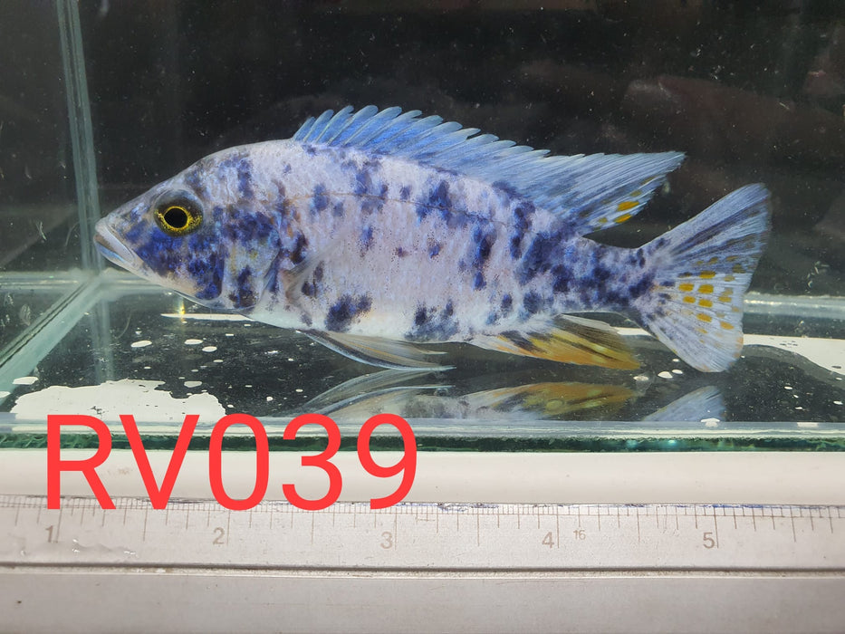 (RV-039) High Grade Blue OB Peacock Male 4''