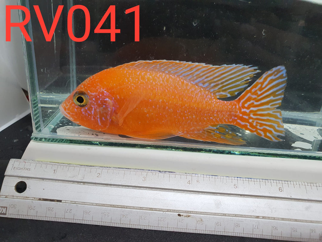 (RV-041) High Grade Mandarin Peacock Male 4''