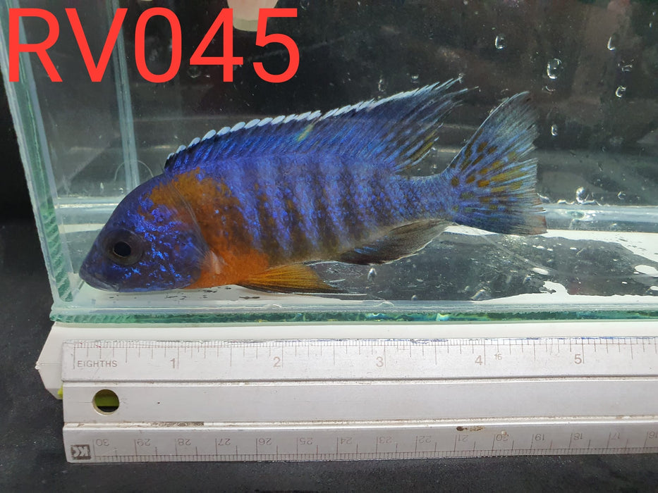 (RV-045) High Grade Red Shoulder Peacock Male 4''