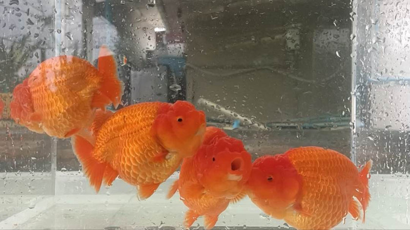 Live Fancy Goldfish Premium Select Our Choice Big Head Thai Lionchu Red Grow up to Over 5'' BODY(CGF-072)