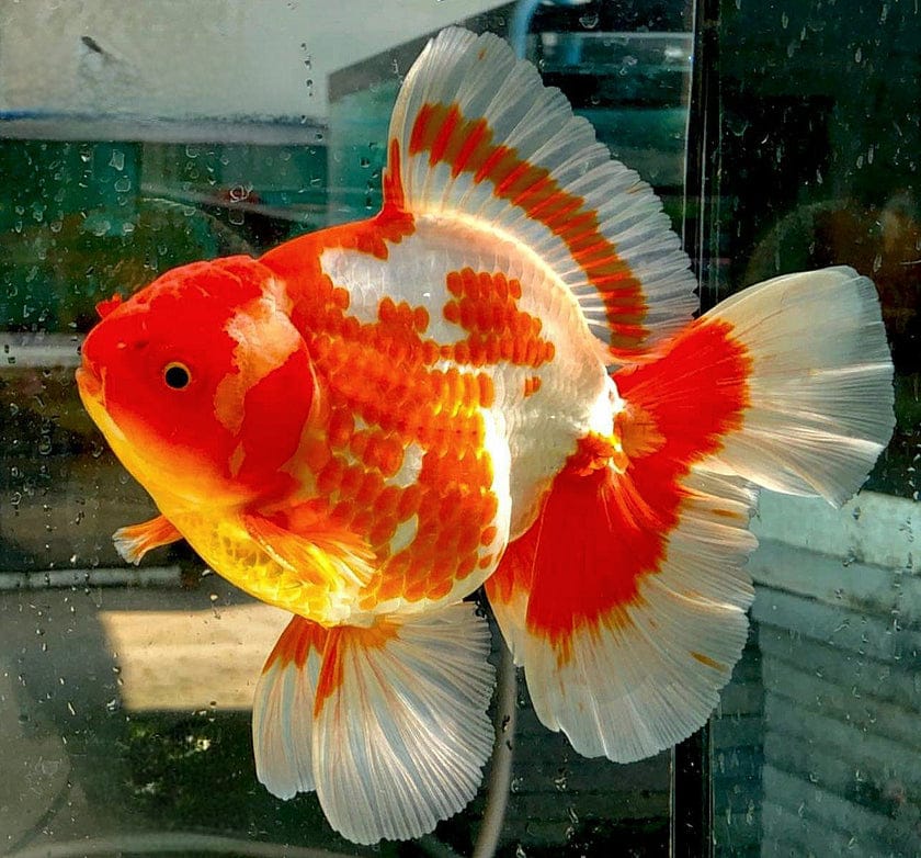 giant lionhead goldfish