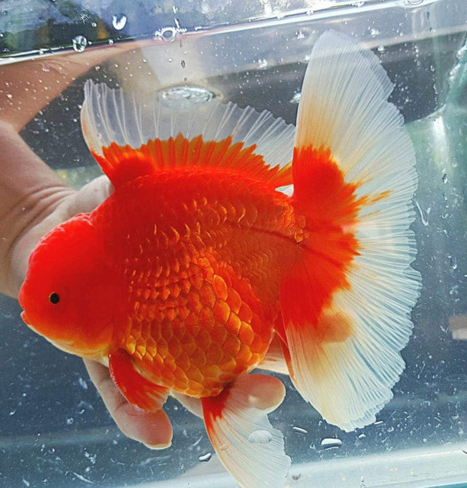 Live Fancy Goldfish Premium Select Our Choice Giant BREED Special Red and White Thai Oranda GROW UP TO 5.5-7'' BODY(CGF-053)