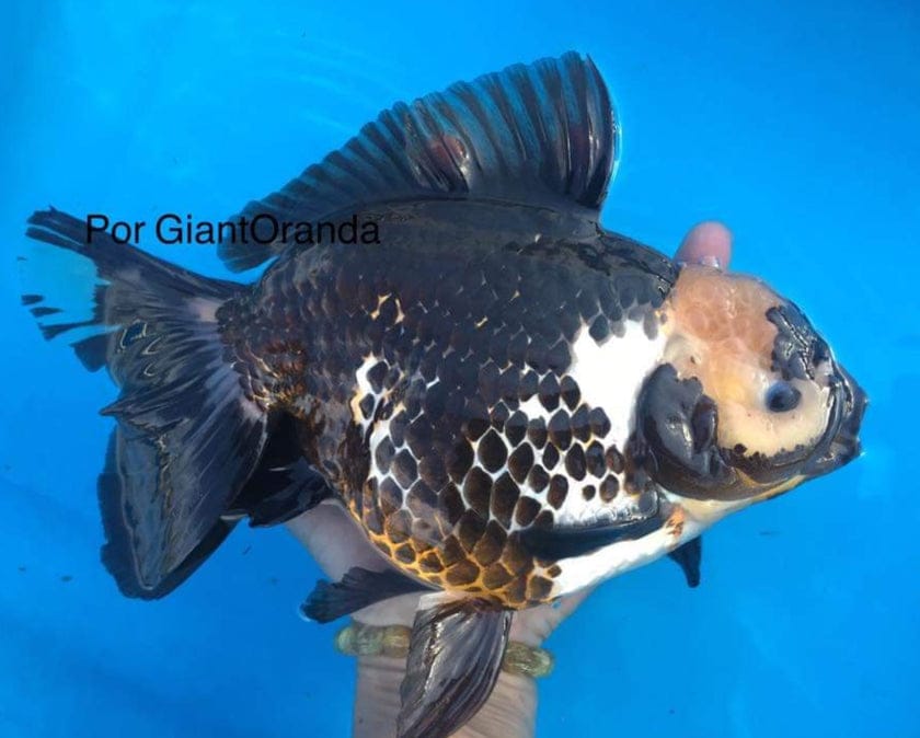 Live Fancy Goldfish Premium Select Our Choice Giant BREED Giant Special Color Panda Thai Oranda GROW UP TO 5.5-7'' BODY(CGF-059)