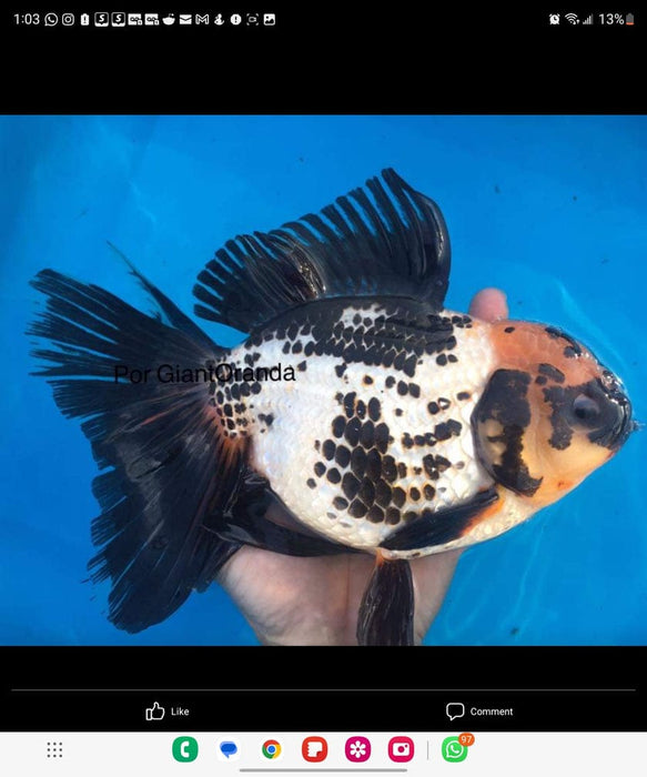 Live Fancy Goldfish Premium Select Our Choice Giant BREED Giant Special Color Panda Thai Oranda GROW UP TO 5.5-7'' BODY(CGF-059)