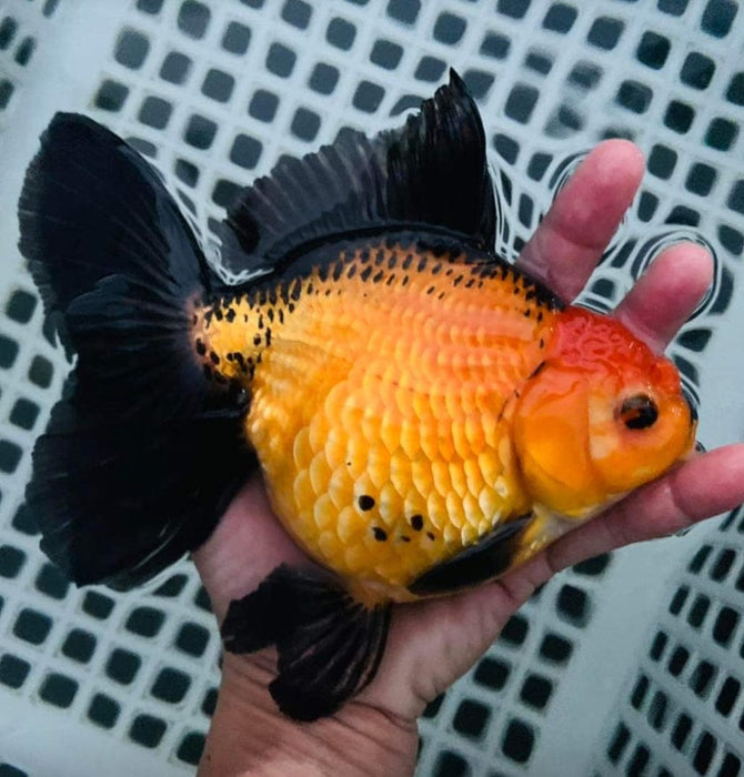 Live Fancy Goldfish Premium Select Our Choice Giant BREED Giant Special Apache Thai Oranda GROW UP TO 5.5-7'' BODY(CGF-064)