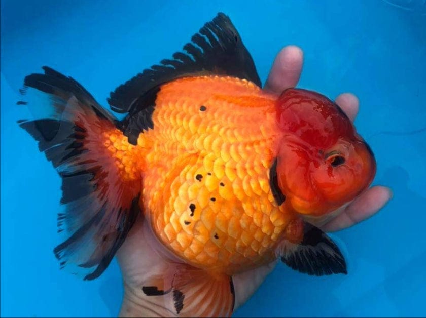 Live Fancy Goldfish Premium Select Our Choice Giant BREED Giant Special Apache Thai Oranda GROW UP TO 5.5-7'' BODY(CGF-064)