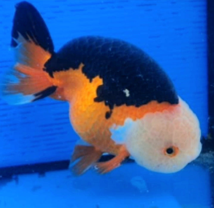 Live Fancy Goldfish Premium Select Our Choice Thai Hybrid Ranchu Big Structure/Giant TVR Special Tri Color Grow up to Over 6'' BODY(CGF-083)