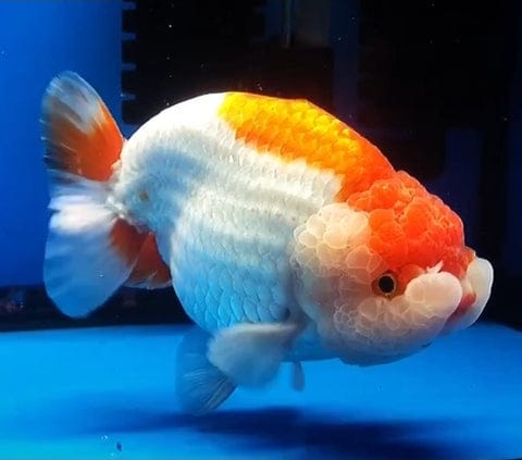(CGF-084) Our Choice Thai Hybrid Ranchu Big Structure/Giant TVR Special Red and White Grow up to Over 6'' BODY
