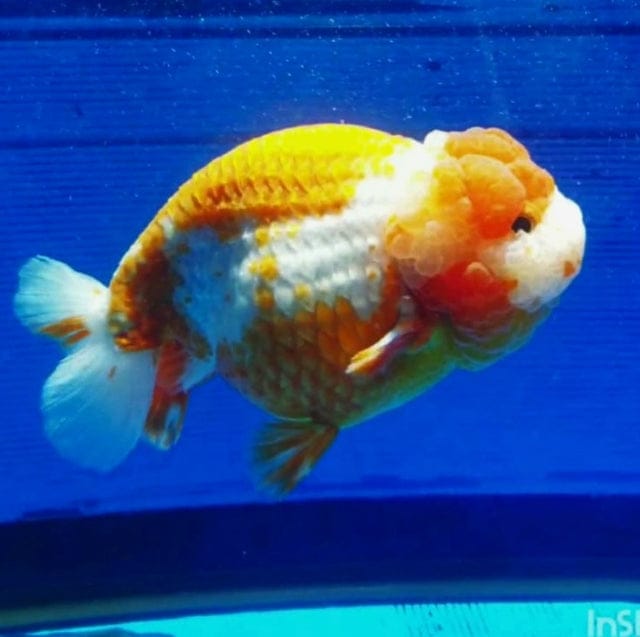 (CGF-084) Our Choice Thai Hybrid Ranchu Big Structure/Giant TVR Special Red and White Grow up to Over 6'' BODY