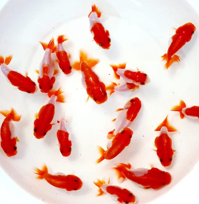 Live Fancy Goldfish Premium Select Our Choice Thai Hybrid Ranchu Big Structure/Giant TVR Special Red and White Grow up to Over 6'' BODY(CGF-084)