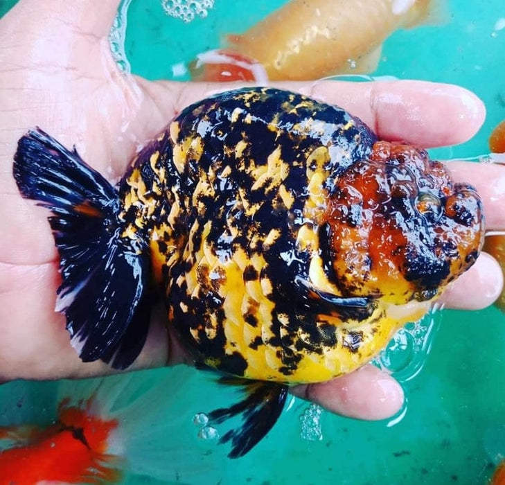 Live Fancy Goldfish Premium Select Our Choice Thai Hybrid Ranchu Big Structure/Giant TVR Special Tiger Grow up to Over 6'' BODY(CGF-085)