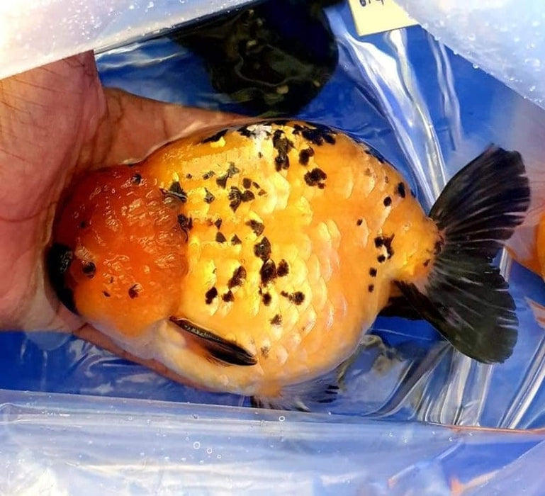 Live Fancy Goldfish Premium Select Our Choice Thai Hybrid Ranchu Big Structure/Giant TVR Special Tiger Grow up to Over 6'' BODY(CGF-085)