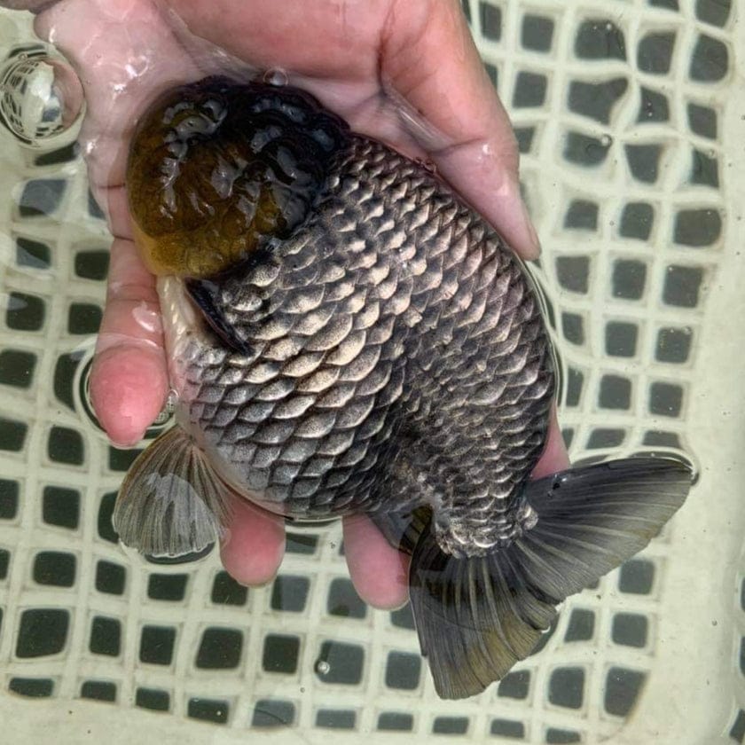 Our Choice Hybrid Ranchu Big Structure — Coast Gem USA