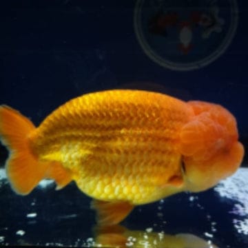 Live Fancy Goldfish Premium Select  Our Choice Thai Hybrid Ranchu Big Structure/Giant TVR RED Grow up to Over 6'' BODY (CGF-089)