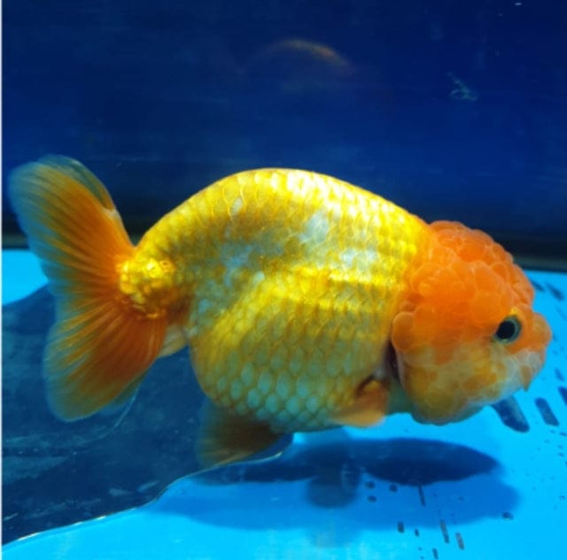 Live Fancy Goldfish Premium Select  Our Choice Thai Hybrid Ranchu Big Structure/Giant TVR RED Grow up to Over 6'' BODY (CGF-089)