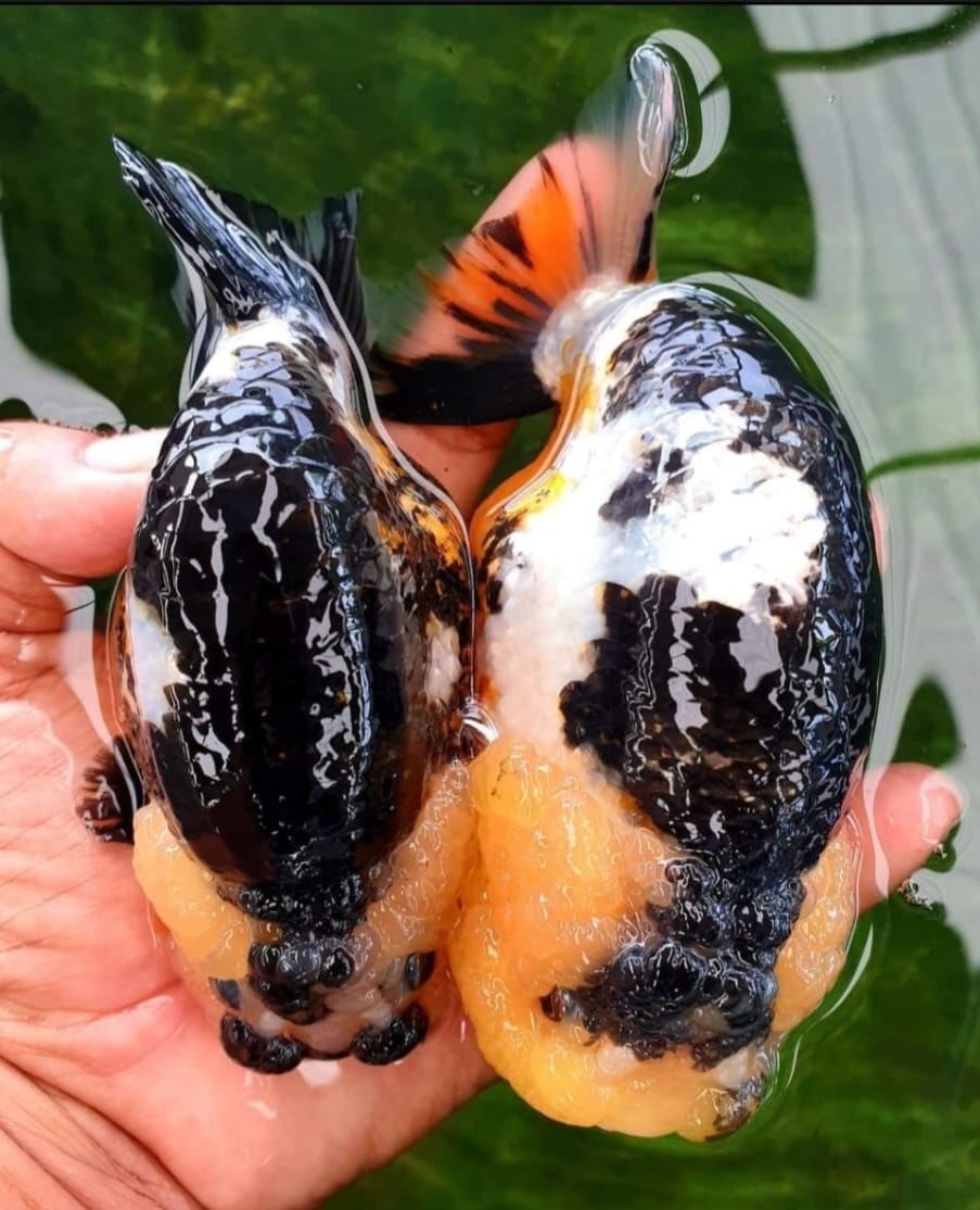 (CGF-090) Our Choice Thai Hybrid Ranchu Big Structure/Giant TVR PANDA Grow up to Over 6'' BODY