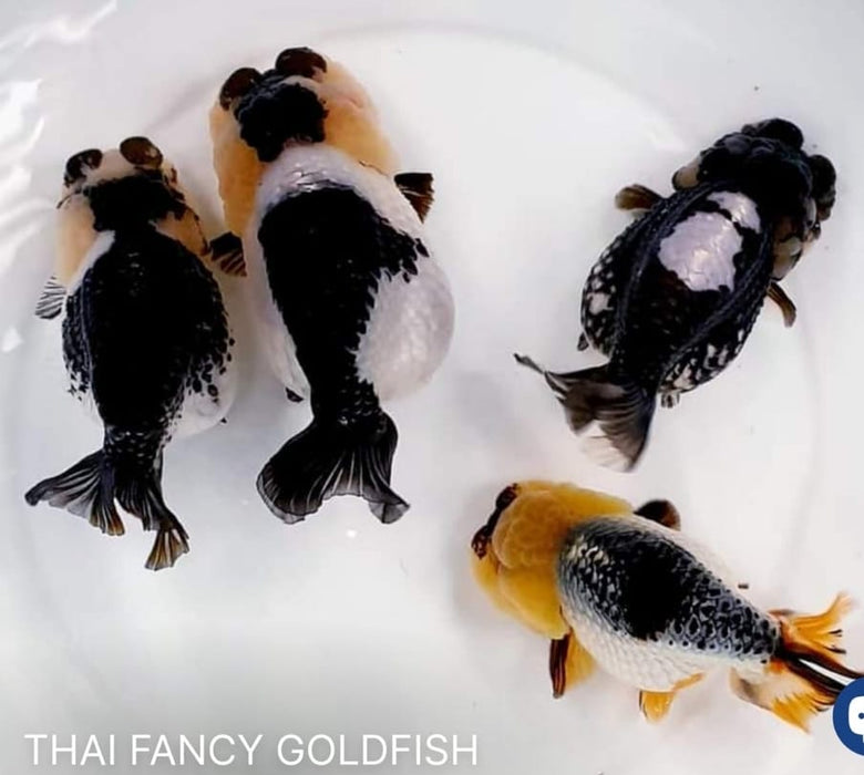 Live Fancy Goldfish Premium Select Our Choice Thai Hybrid Ranchu Big Structure/Giant TVR PANDA Grow up to Over 6'' BODY (CGF-090)