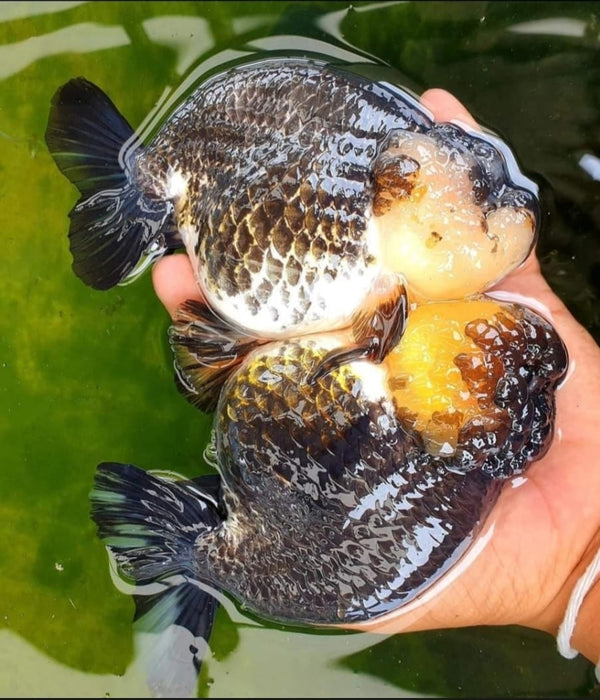 Live Fancy Goldfish Premium Select Our Choice Thai Hybrid Ranchu Big Structure/Giant TVR PANDA Grow up to Over 6'' BODY (CGF-090)